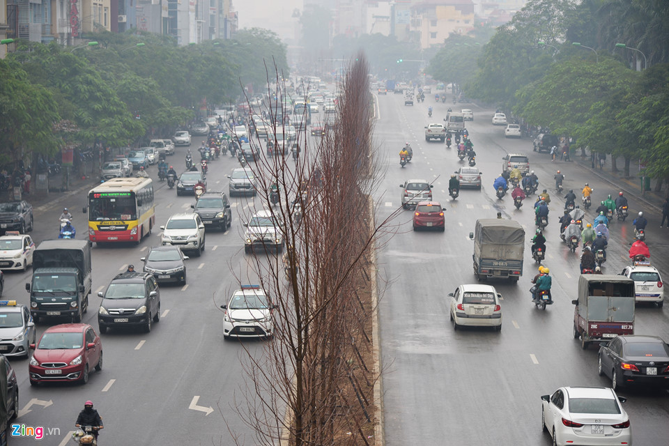 Trồng phong lá đỏ, đường phố Hà Nội sẽ giống châu Âu, Hàn Quốc?